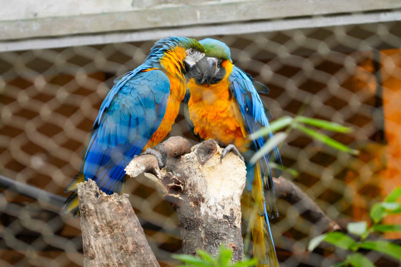 蓝黄金刚鹦鹉亲密互动图片