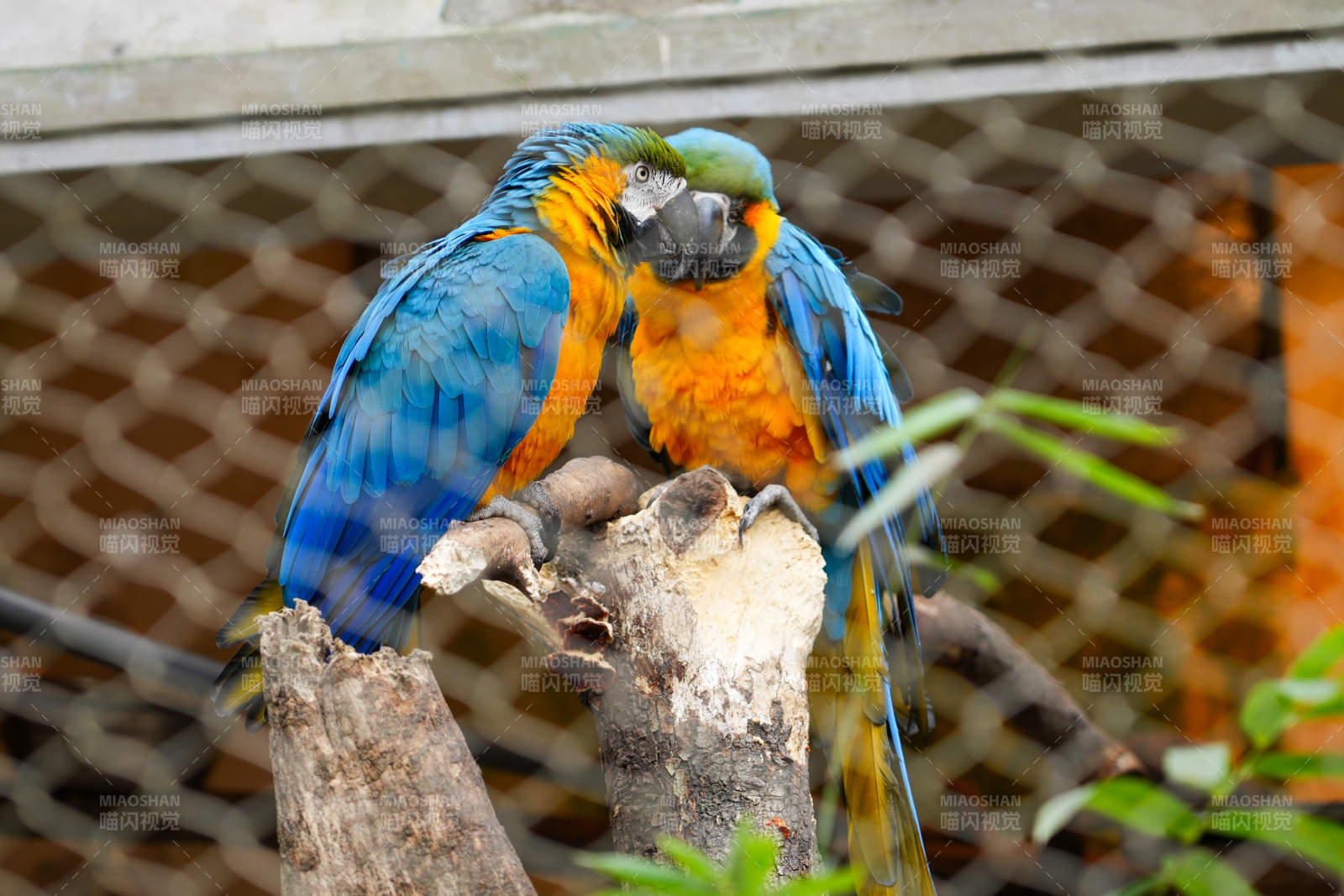 蓝黄金刚鹦鹉亲密互动图片