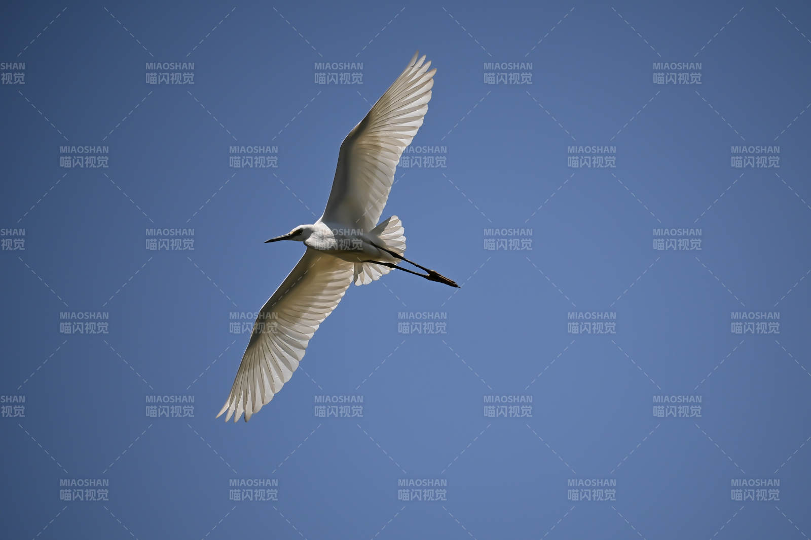 飞翔的白鹭图片