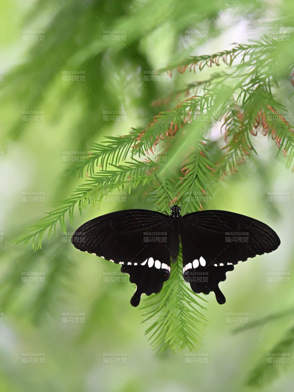 玉带凤蝶栖枝绿影间图片