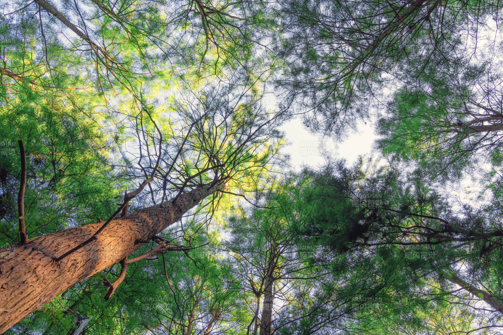 仰望森林 阳光斑驳图片
