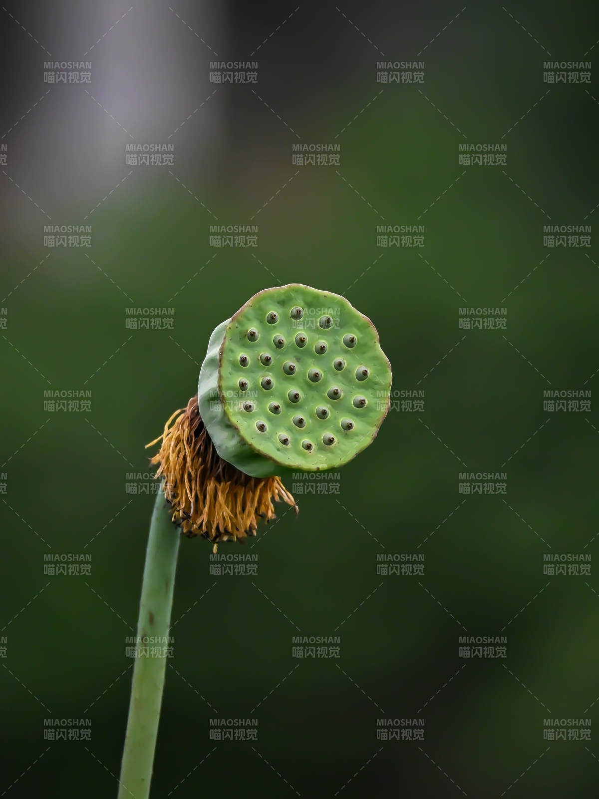 莲蓬的自然之美图片