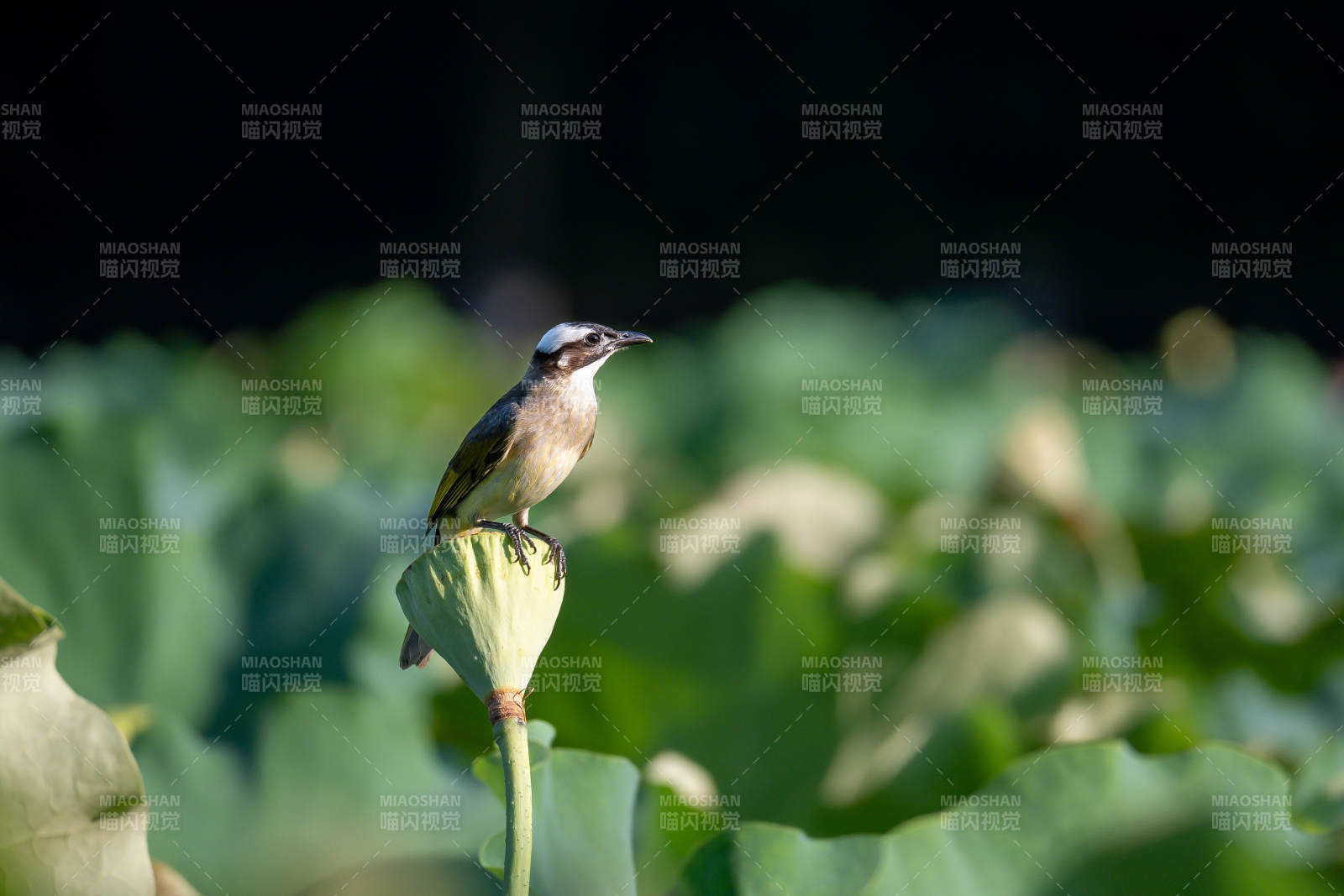荷叶上的小鸟图片