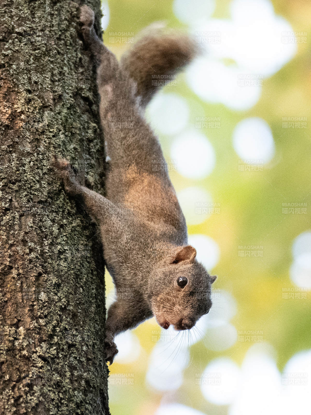 松鼠攀树瞬间图片