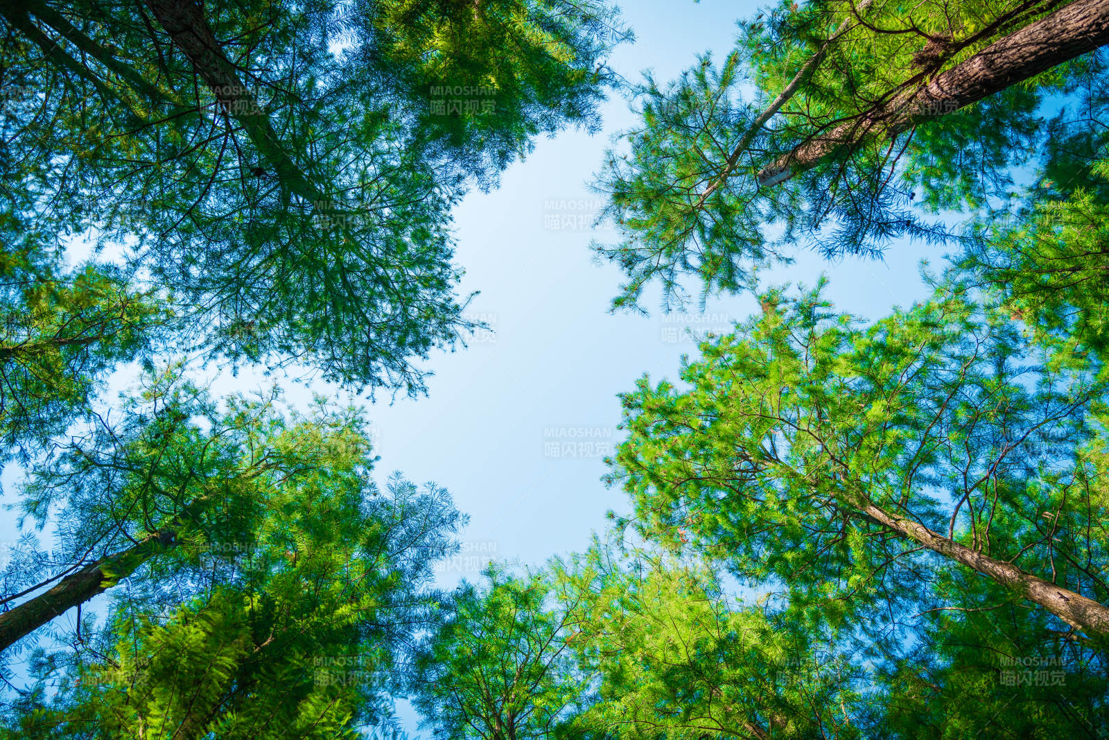 仰望森林 蓝天映衬绿意图片