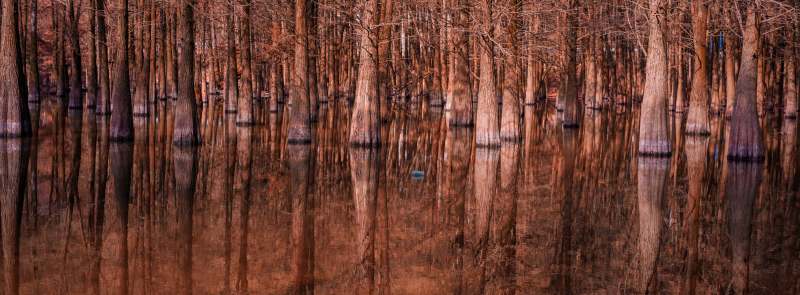 秋日水杉林倒影静谧图片