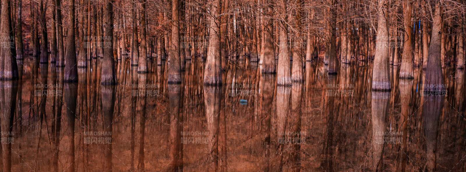秋日水杉林倒影静谧图片