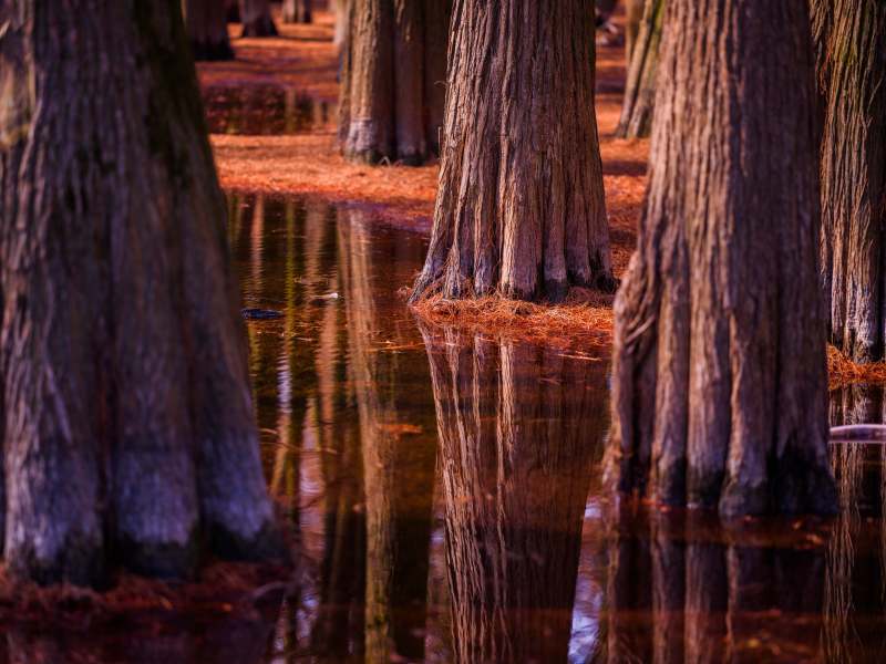 秋日水杉倒影静谧景图片