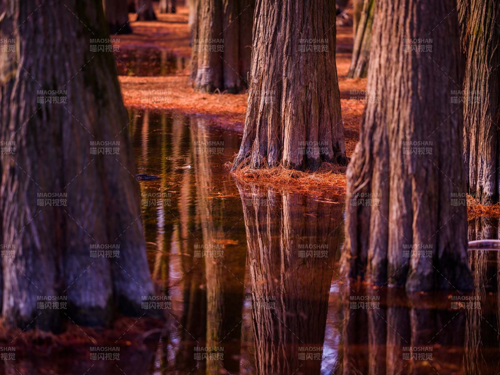 秋日水杉倒影静谧景图片