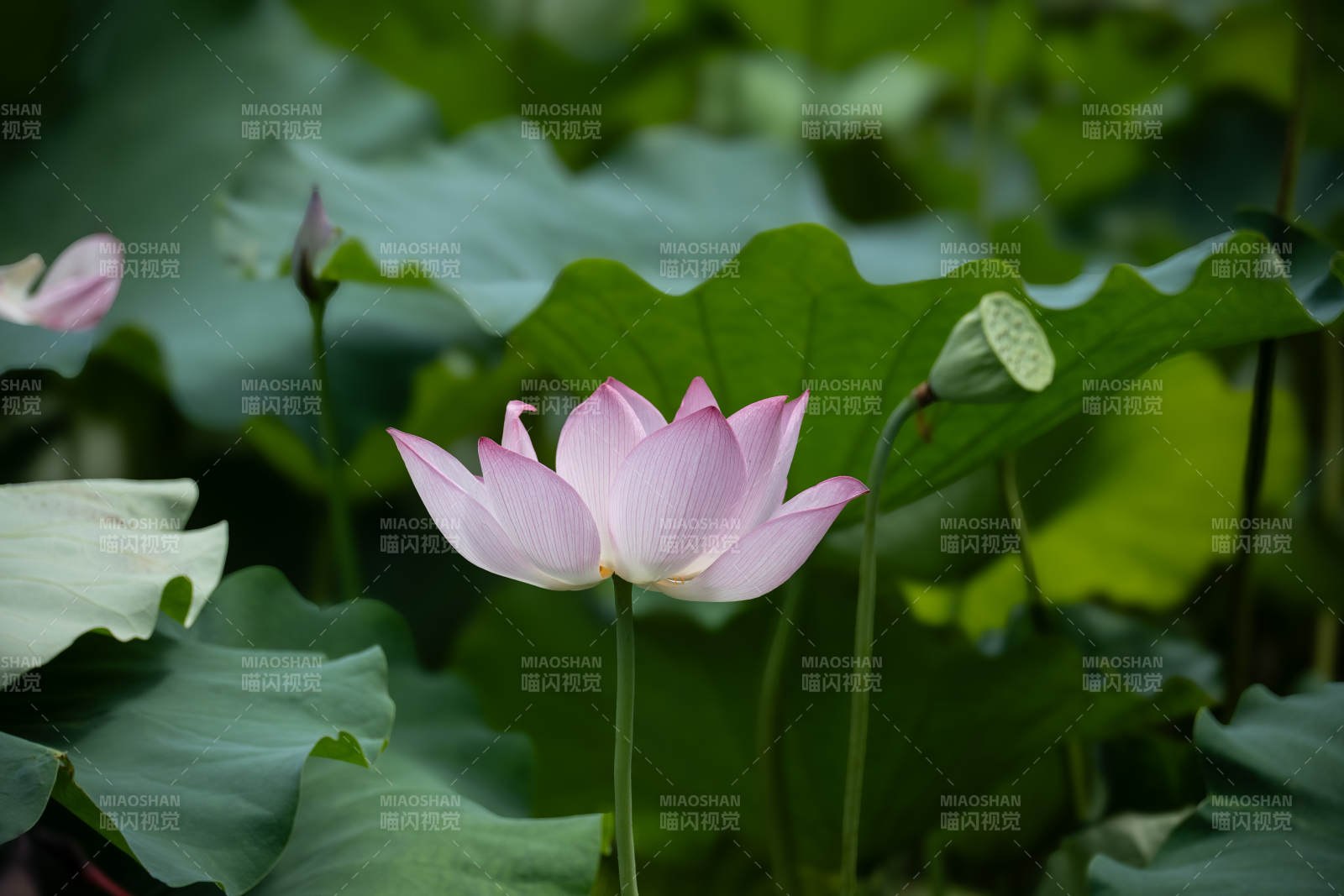 荷花盛开 绿叶相伴图片