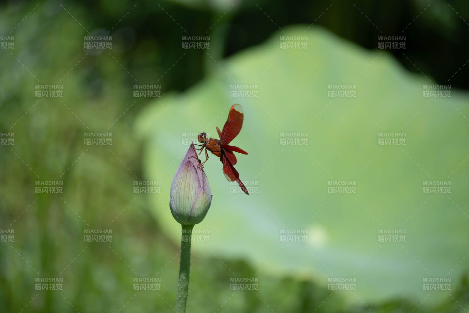 蜻蜓停驻莲花蕾上图片