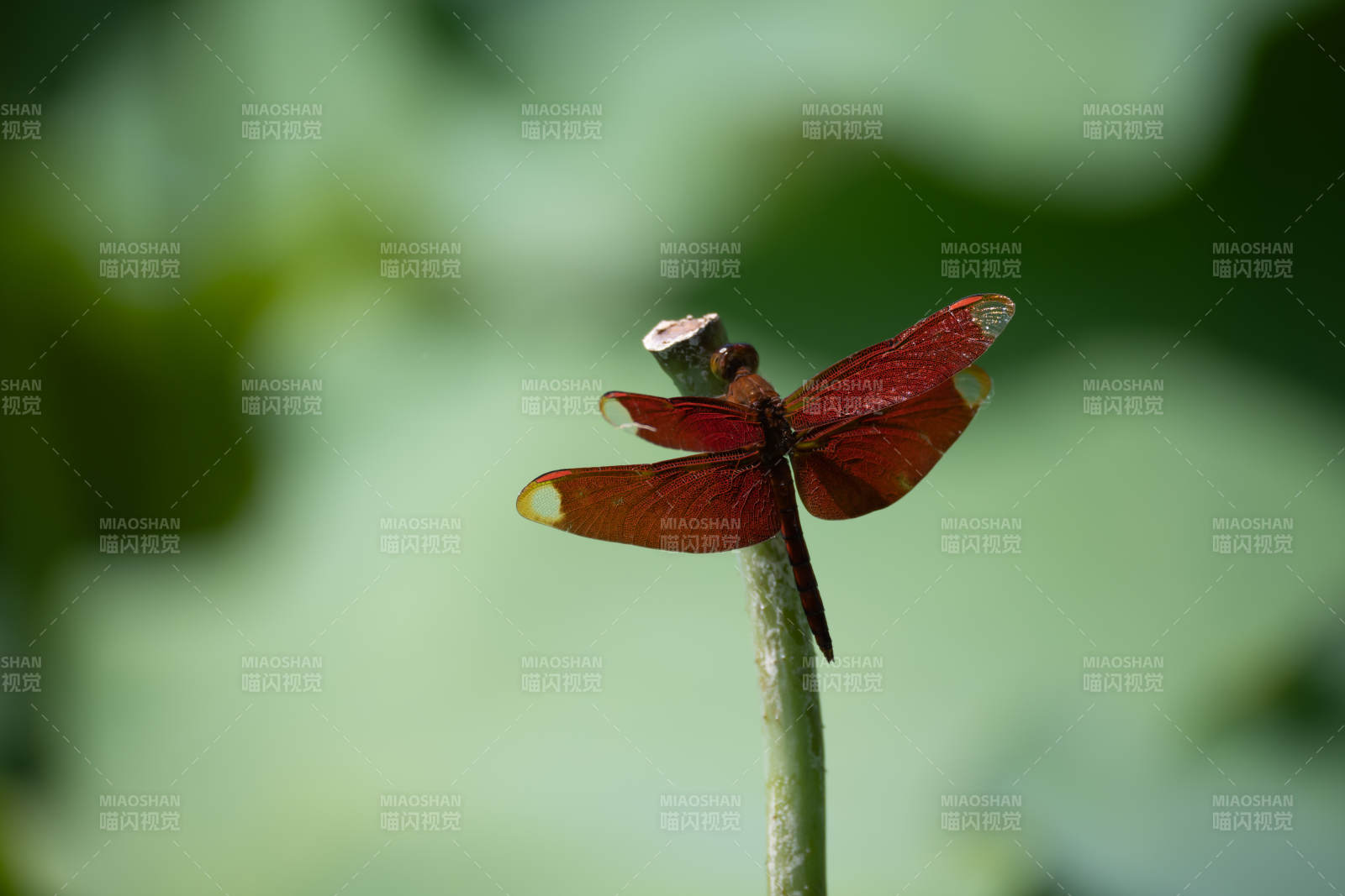 红蜻蜓栖息枝头图片