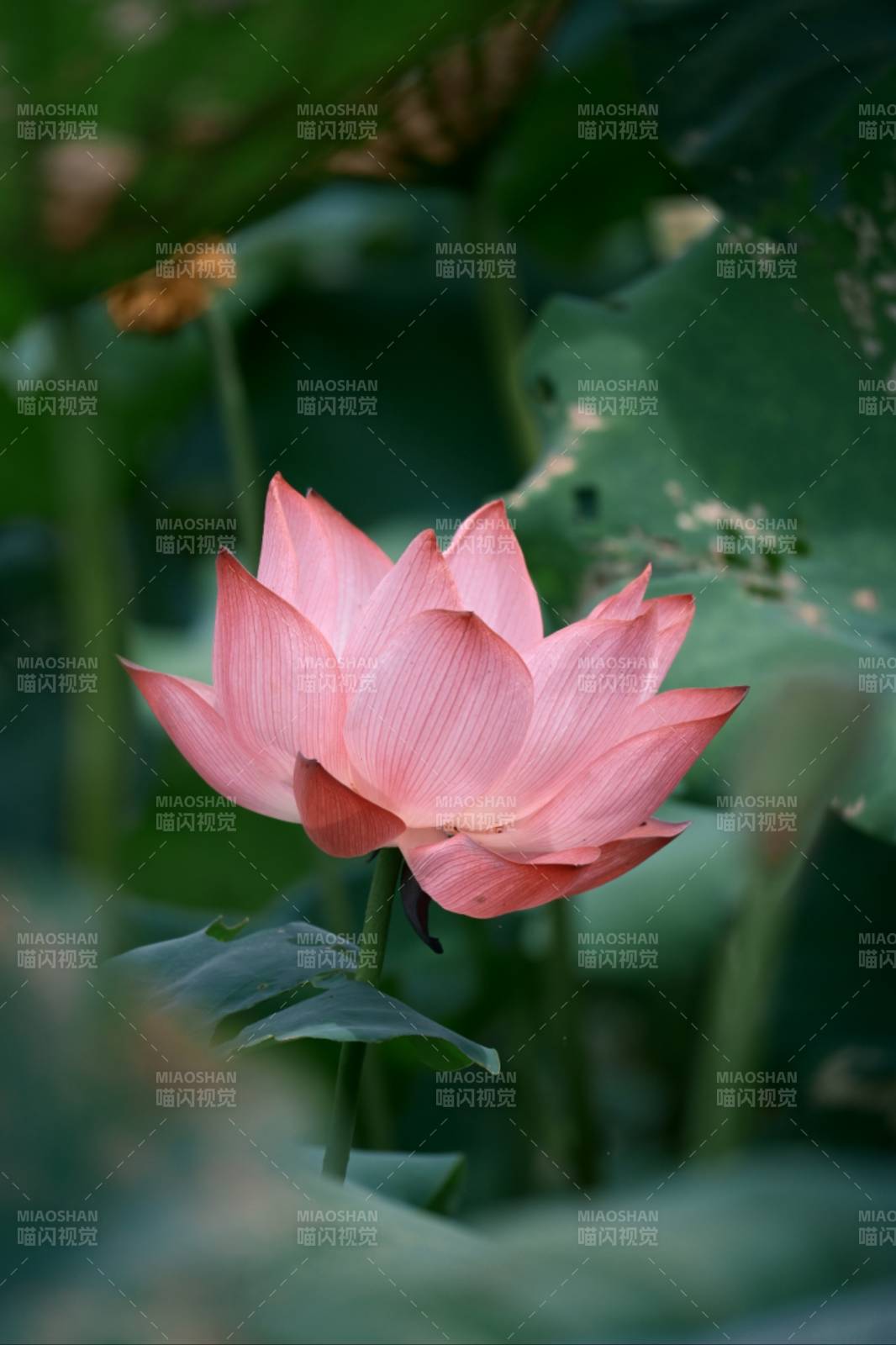 粉嫩莲花静谧绽放图片