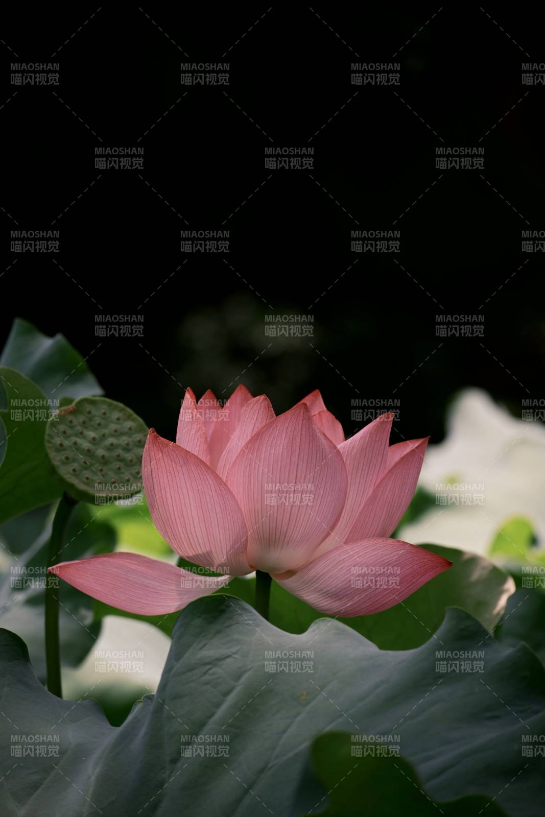 粉莲静谧 绿叶相伴图片