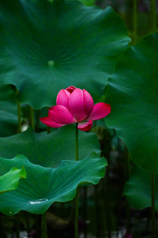 雨后荷花 绿叶相伴图片