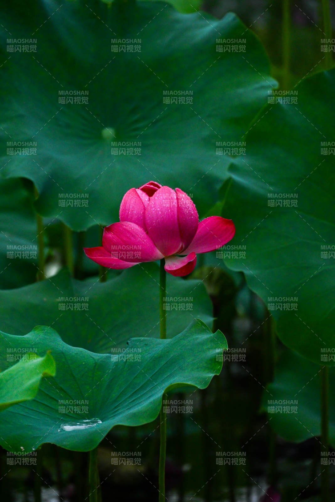 雨后荷花 绿叶相伴图片
