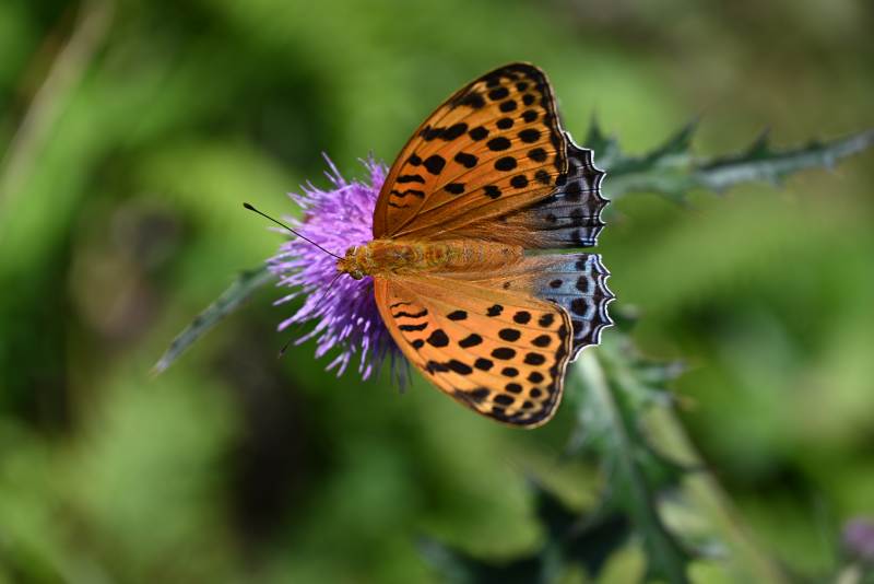 蛱蝶停驻紫花上图片