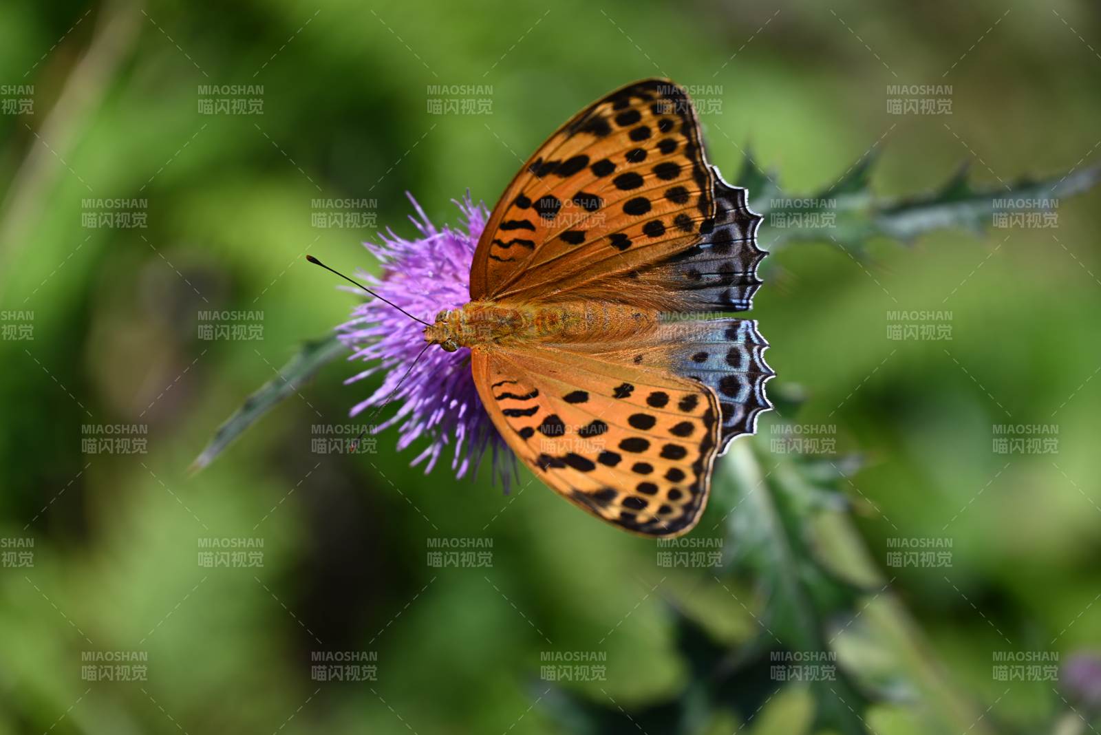 蛱蝶停驻紫花上图片
