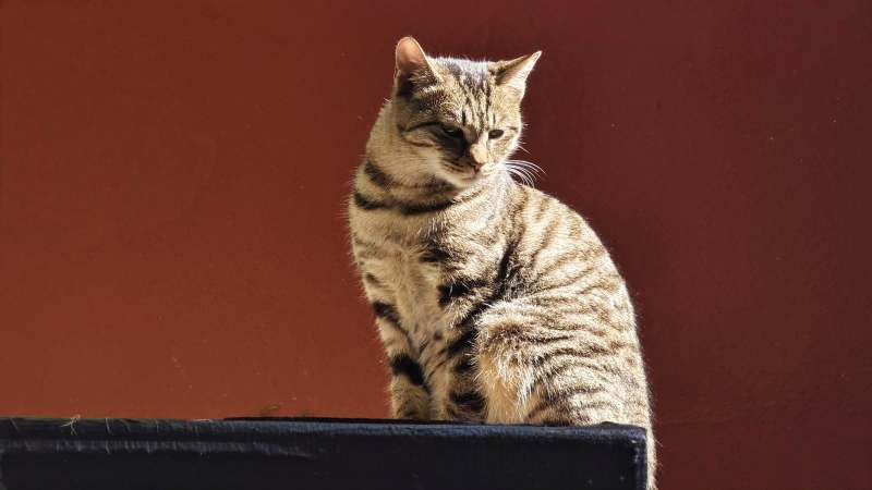 墙上的虎斑猫图片