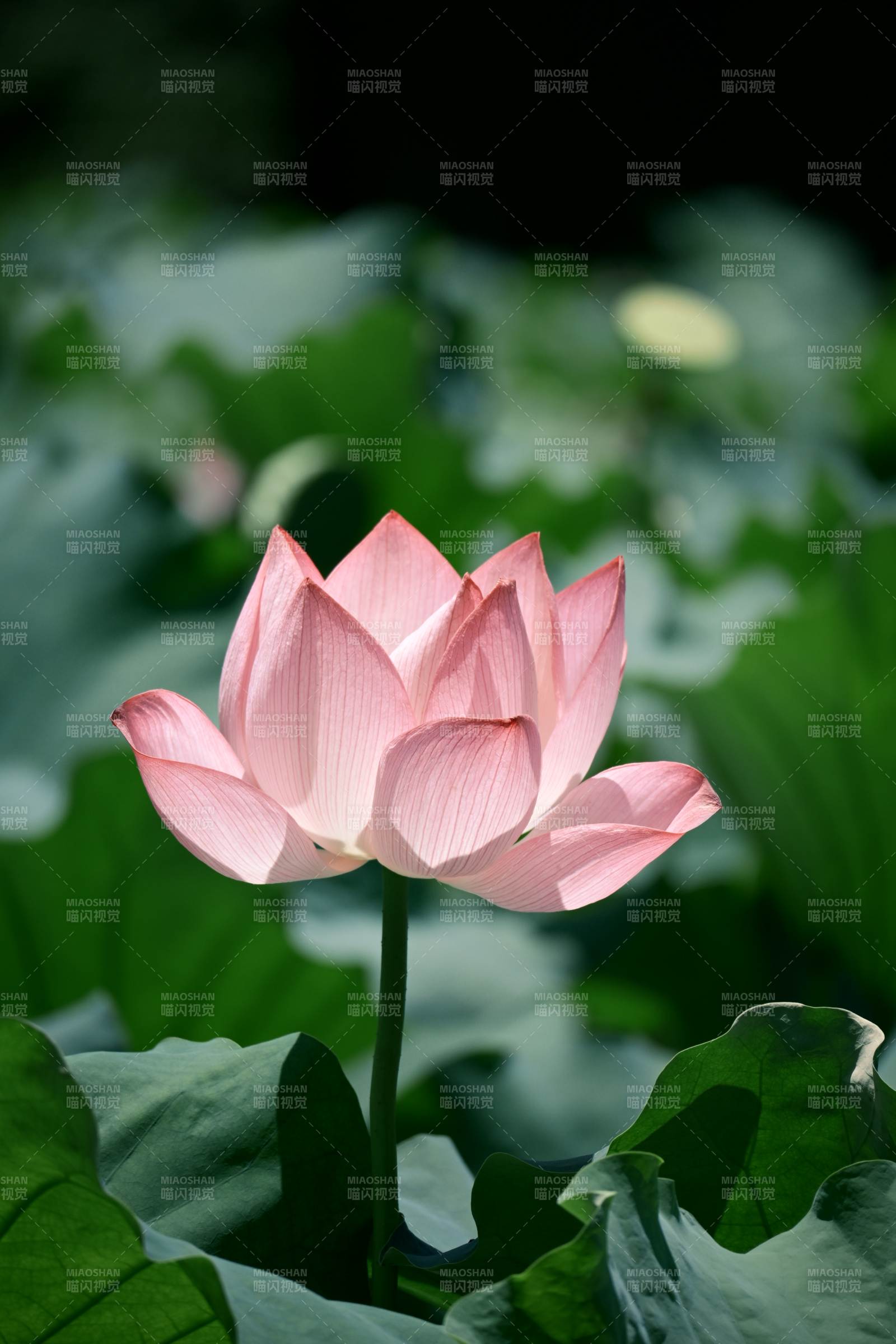 粉嫩莲花映绿叶图片