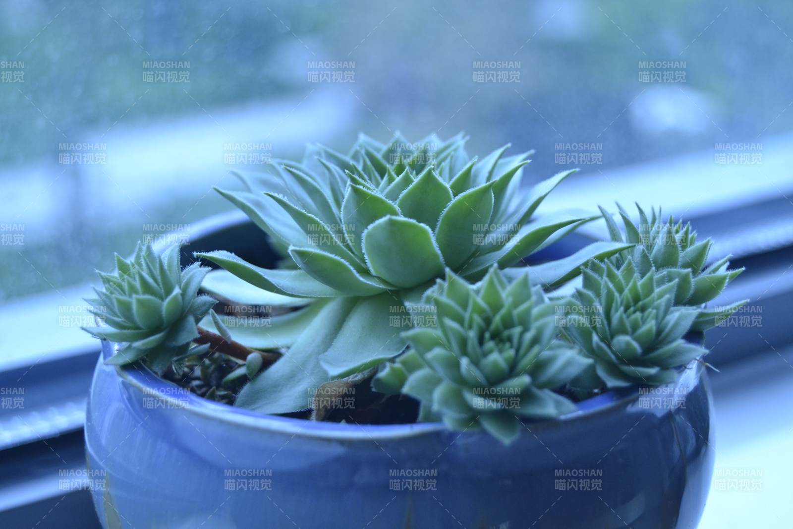 窗边的多肉植物盆栽图片