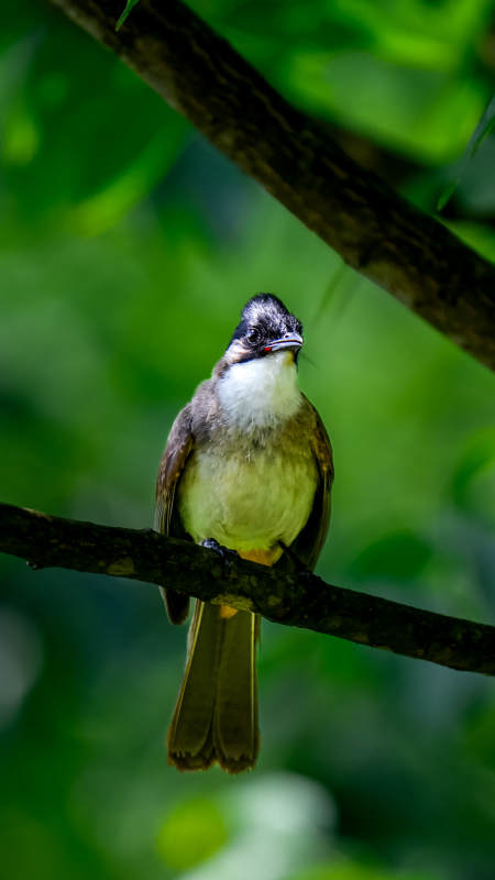 树梢上的小鸟静谧时光图片