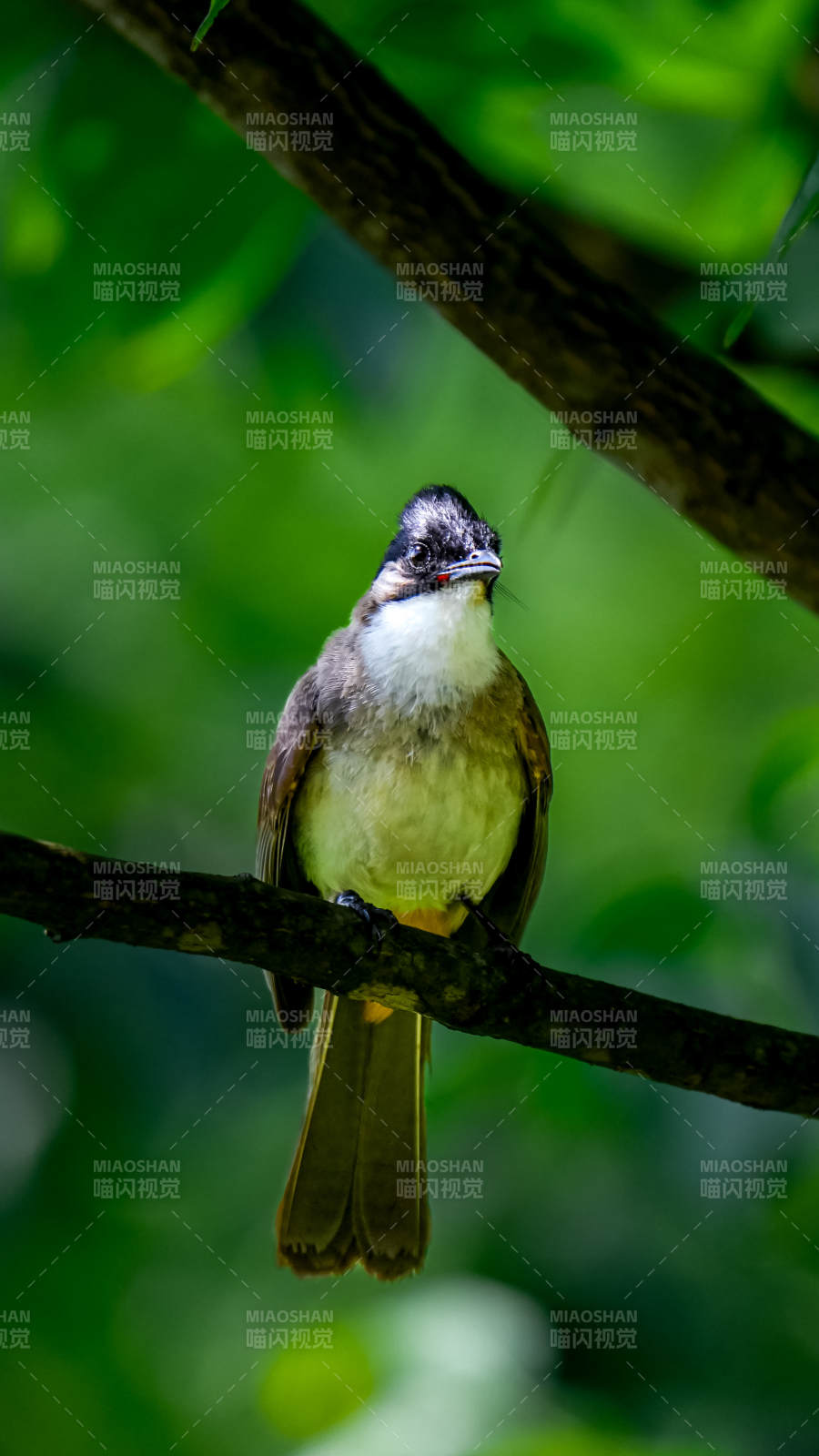 树梢上的小鸟静谧时光图片