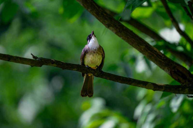 林间小鸟栖枝头图片