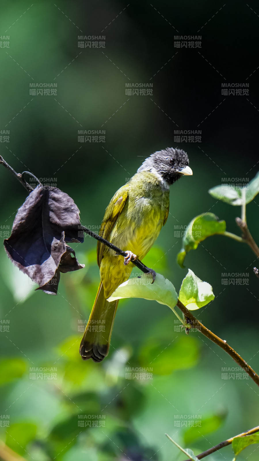 绿背小鸟栖枝头图片