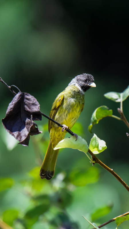 绿背小鸟栖枝头图片