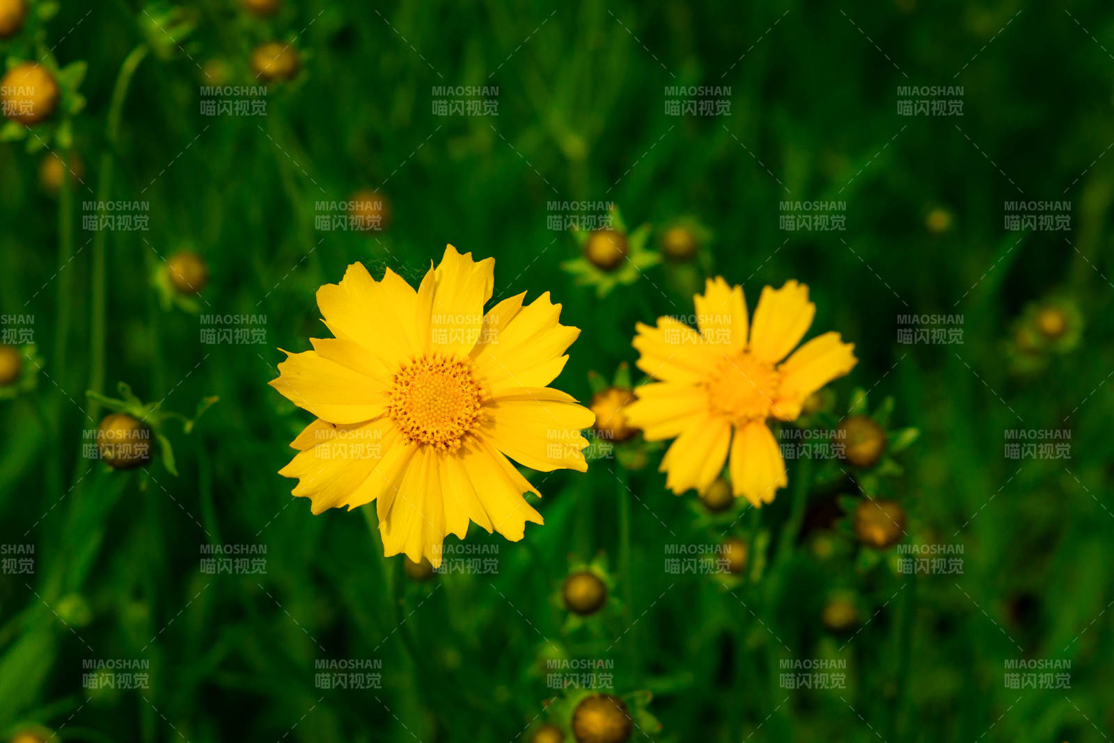 金鸡菊 夏日的明媚阳光图片