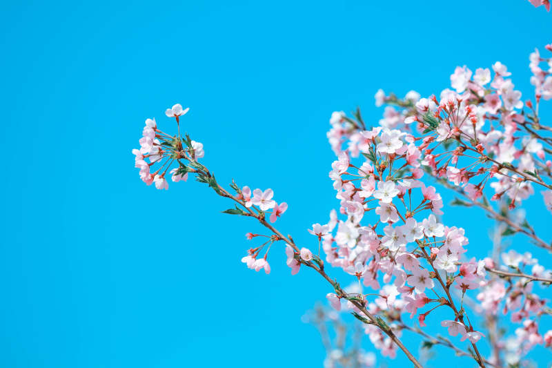 蓝天下的樱花枝头图片