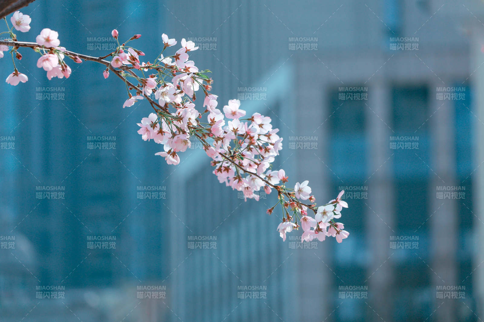 城市樱花绽放春意浓图片