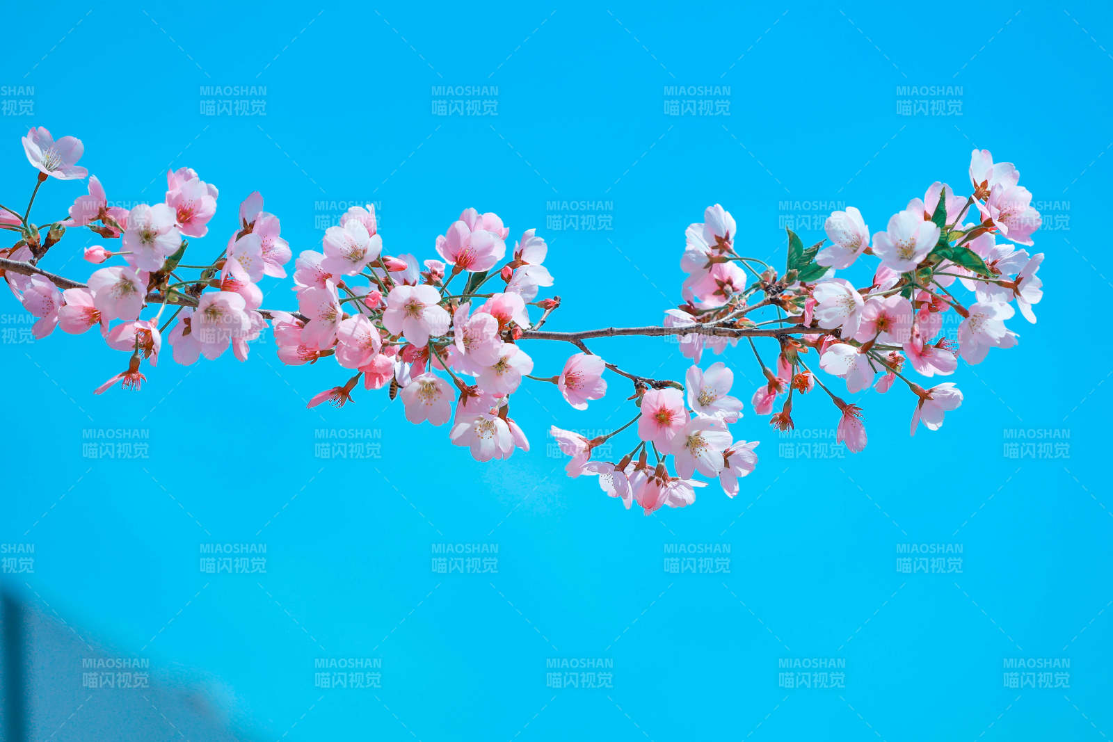 蓝天下的樱花枝头图片