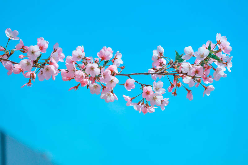 蓝天下的樱花枝头图片