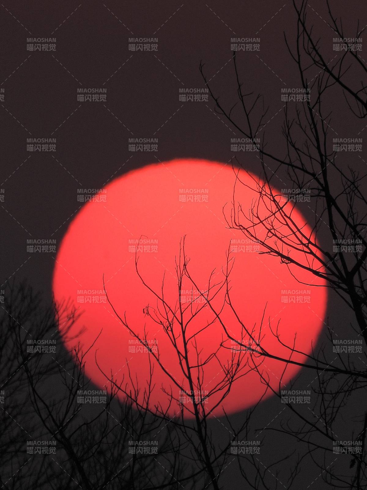 夕阳透过树枝的剪影图片