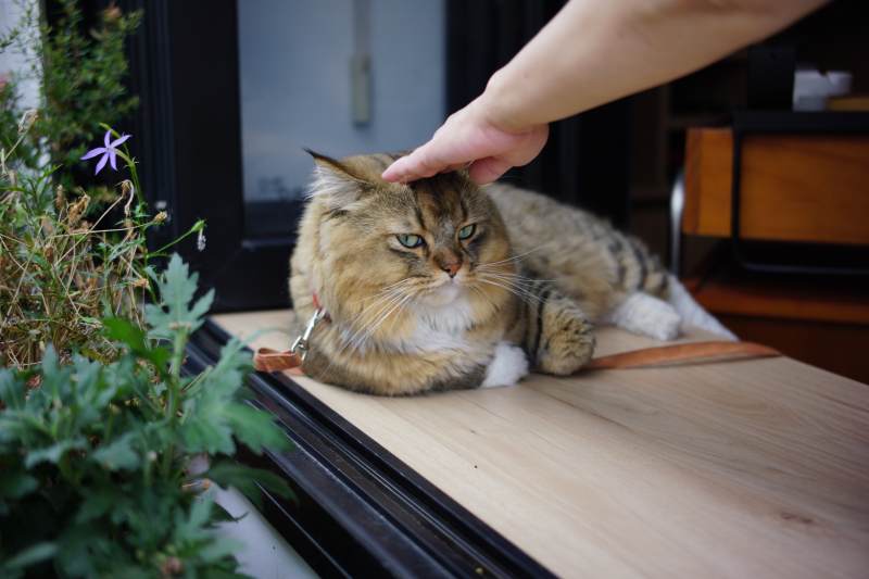 温柔抚摸窗台上的猫咪图片