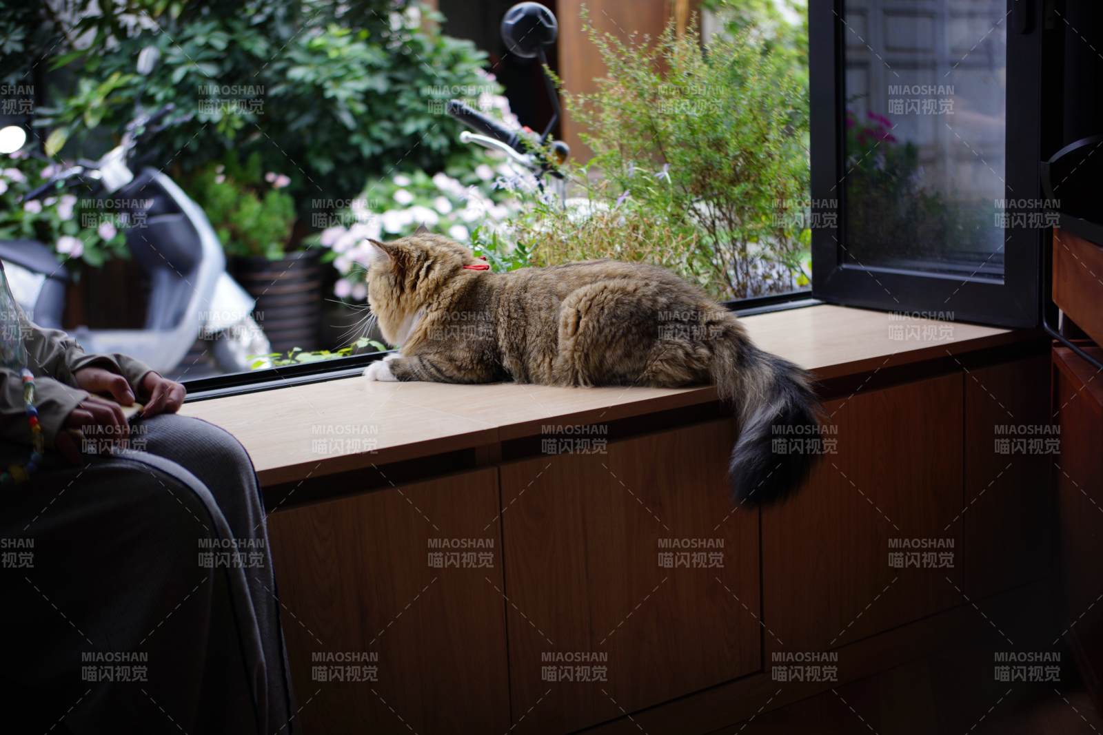 窗台上的悠闲猫咪图片