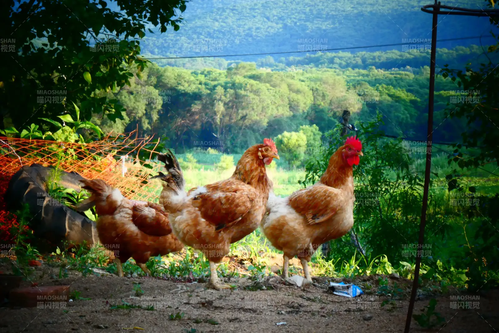 乡村鸡群与绿意盎然图片