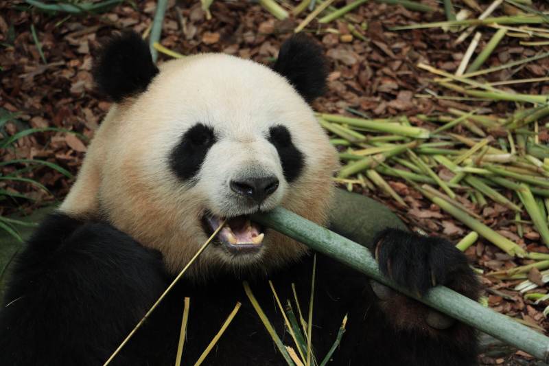熊猫啃竹子 萌态十足图片