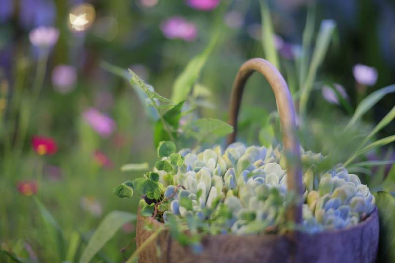 花篮中的绿植与野花图片