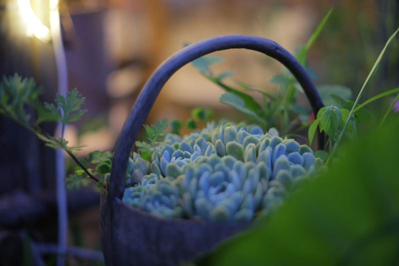 蓝调花篮 静谧之美图片