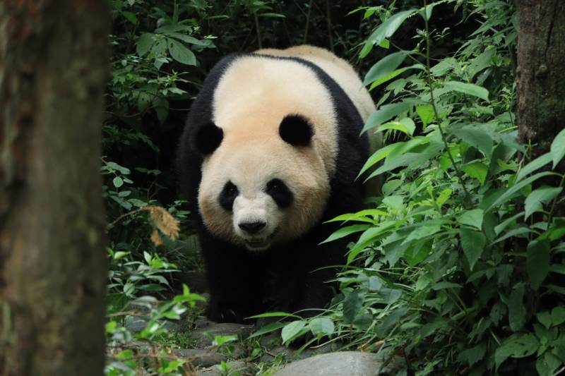 熊猫在森林中漫步图片
