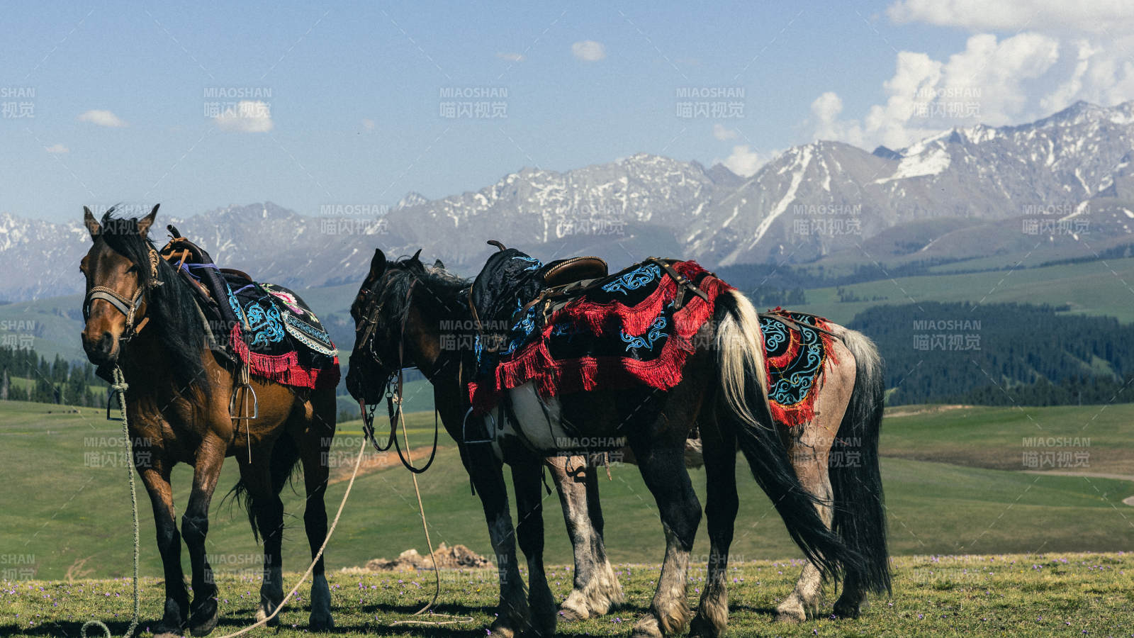 草原上的骏马与雪山图片