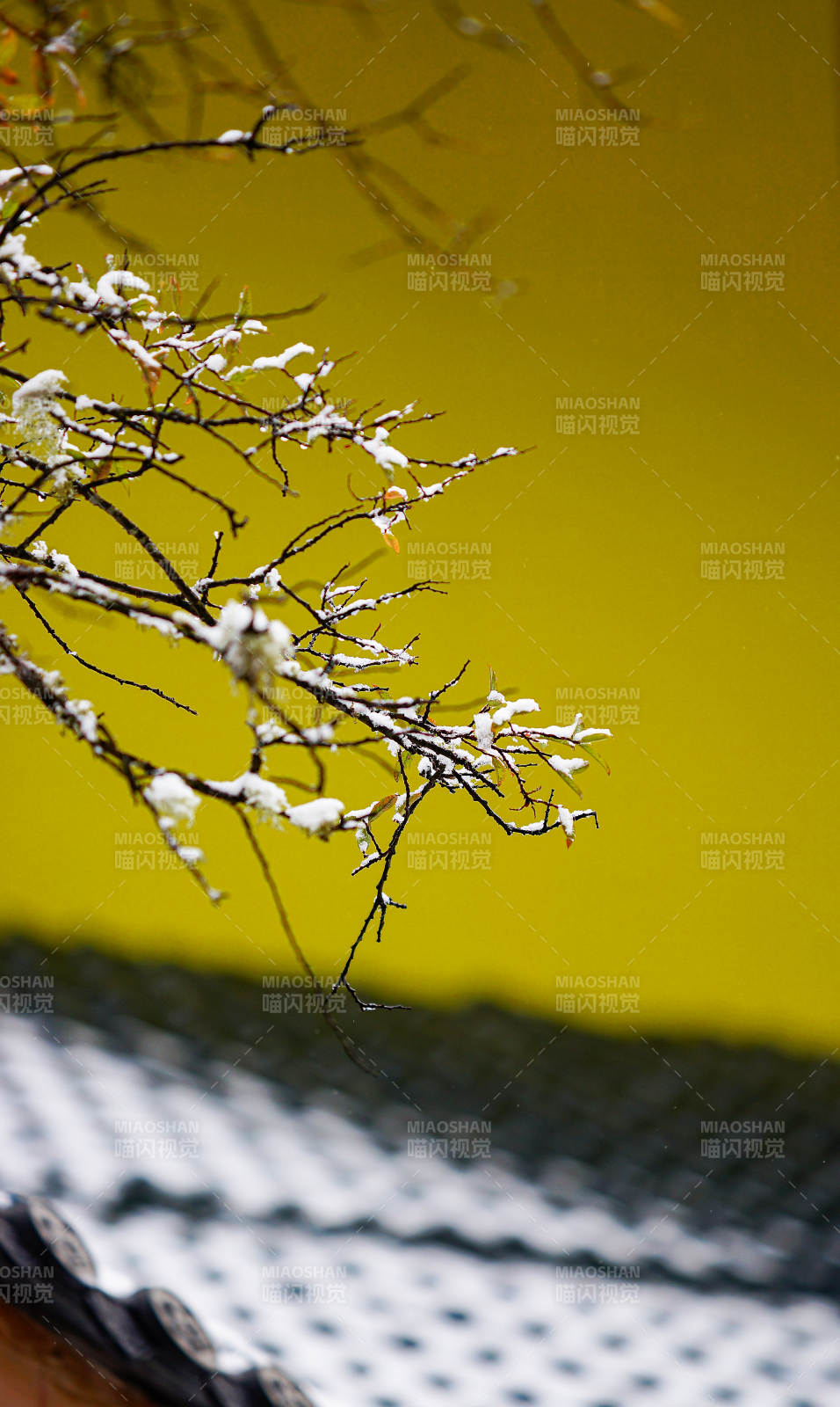 雪枝映黄墙 冬日静谧景 四川黄龙图片