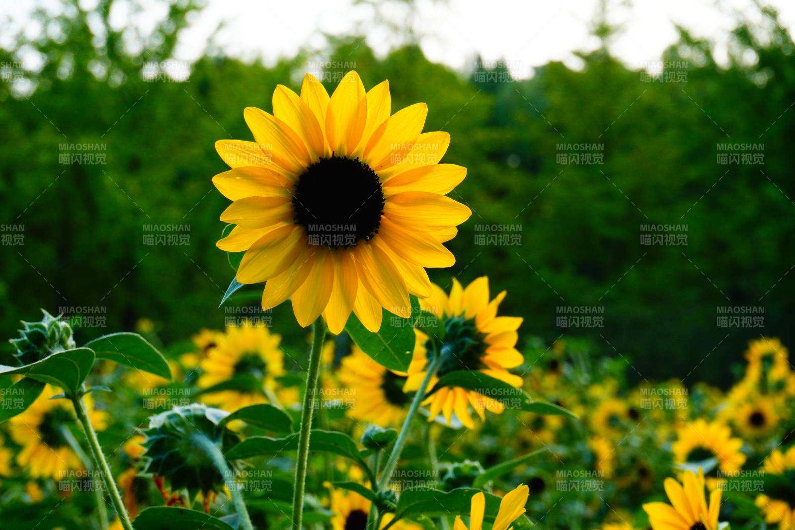 向日葵盛开的夏日景象图片