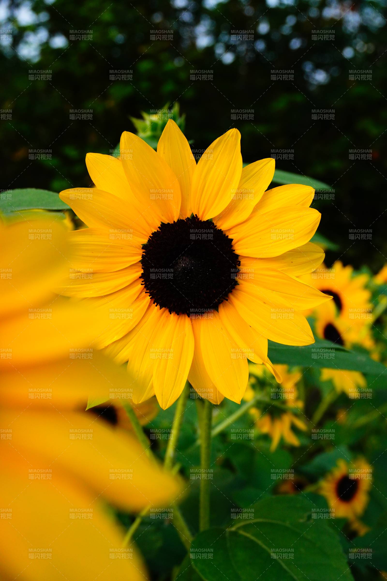 向日葵的明媚时光图片