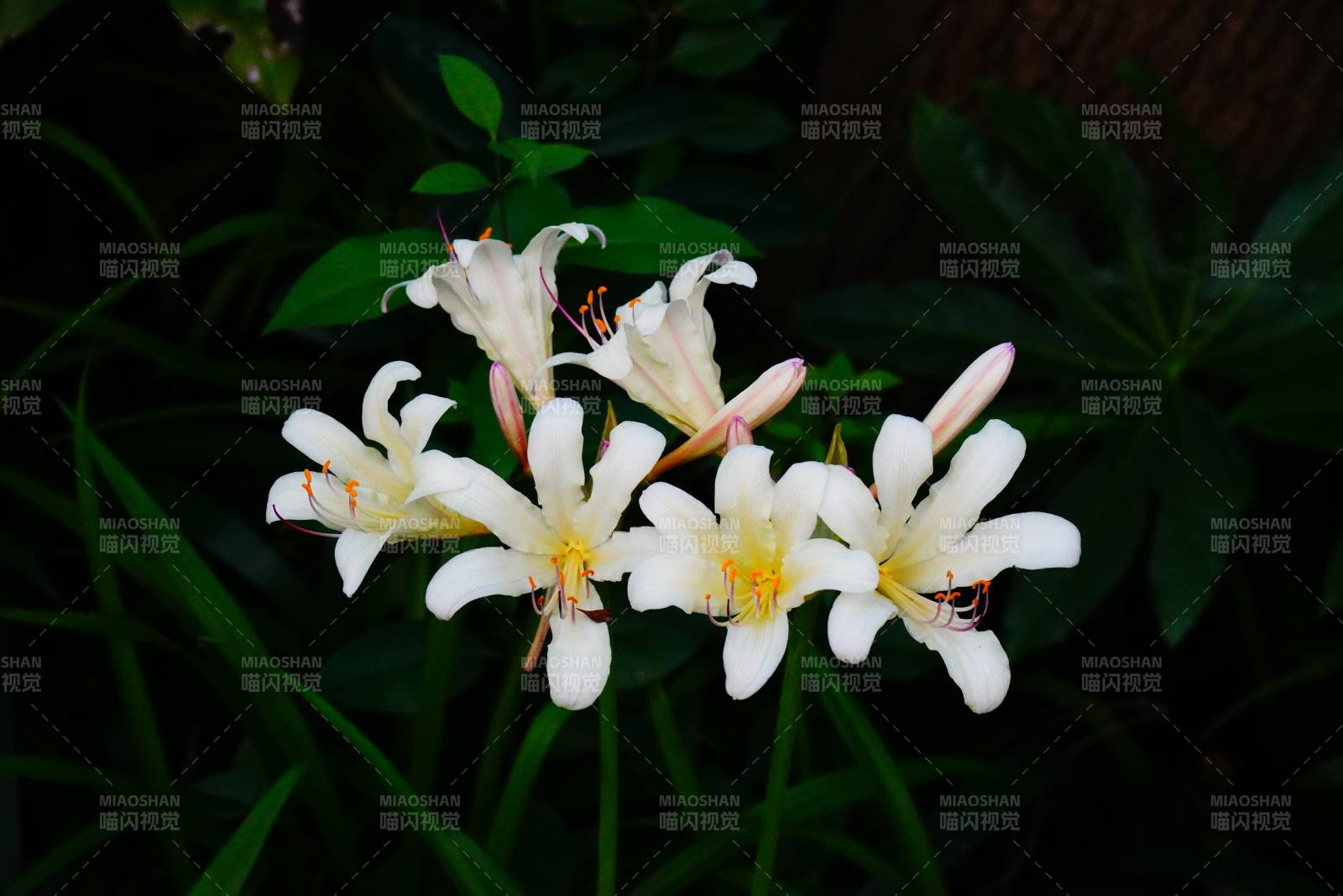 白色花朵在绿叶中绽放图片