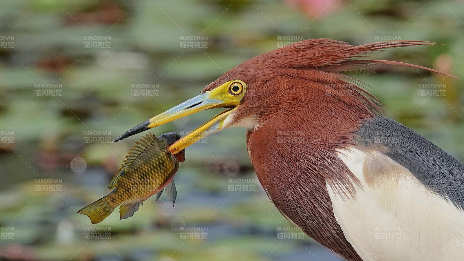 池鹭捕获小鱼瞬间图片
