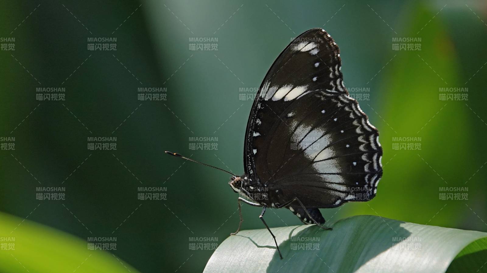黑蝶栖叶 静谧自然图片